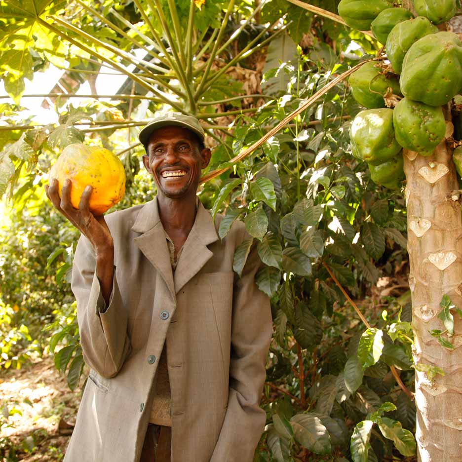 Mann in einem Garten mit einer reifen Papaya in der Hand. 