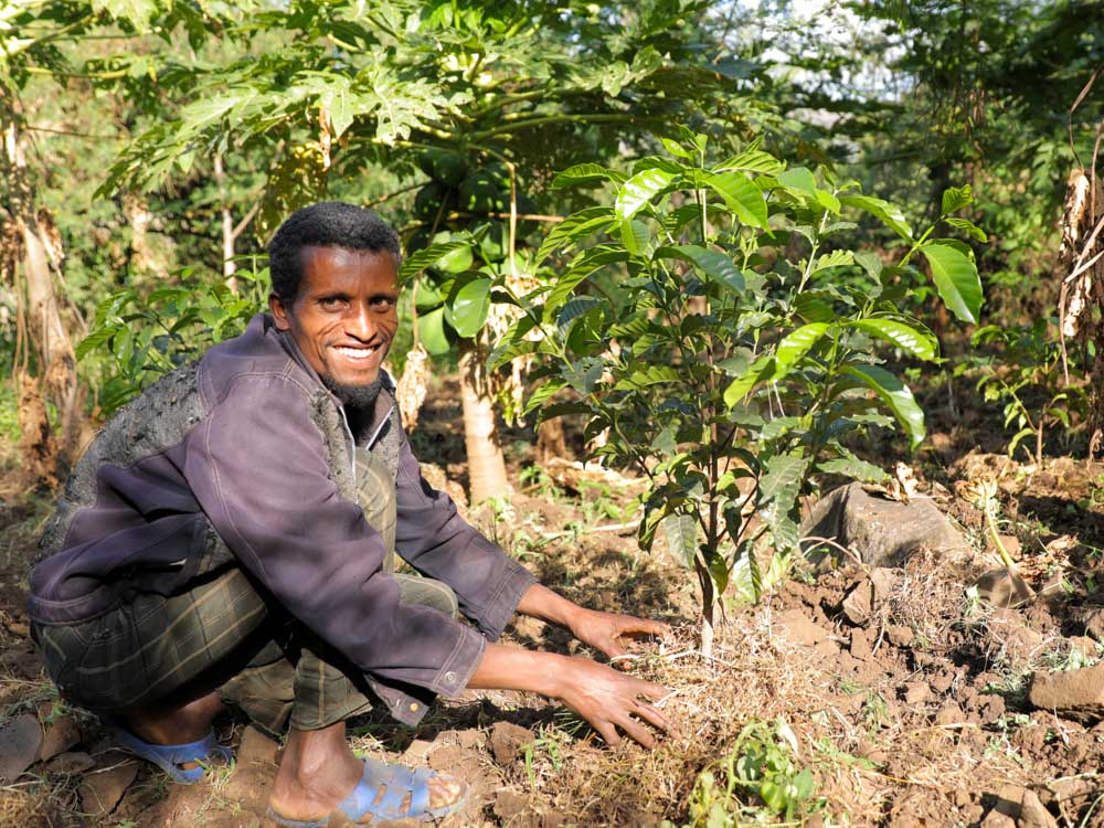 Äthiopischer Mann beim pflanzen von Kaffeesetzlingen