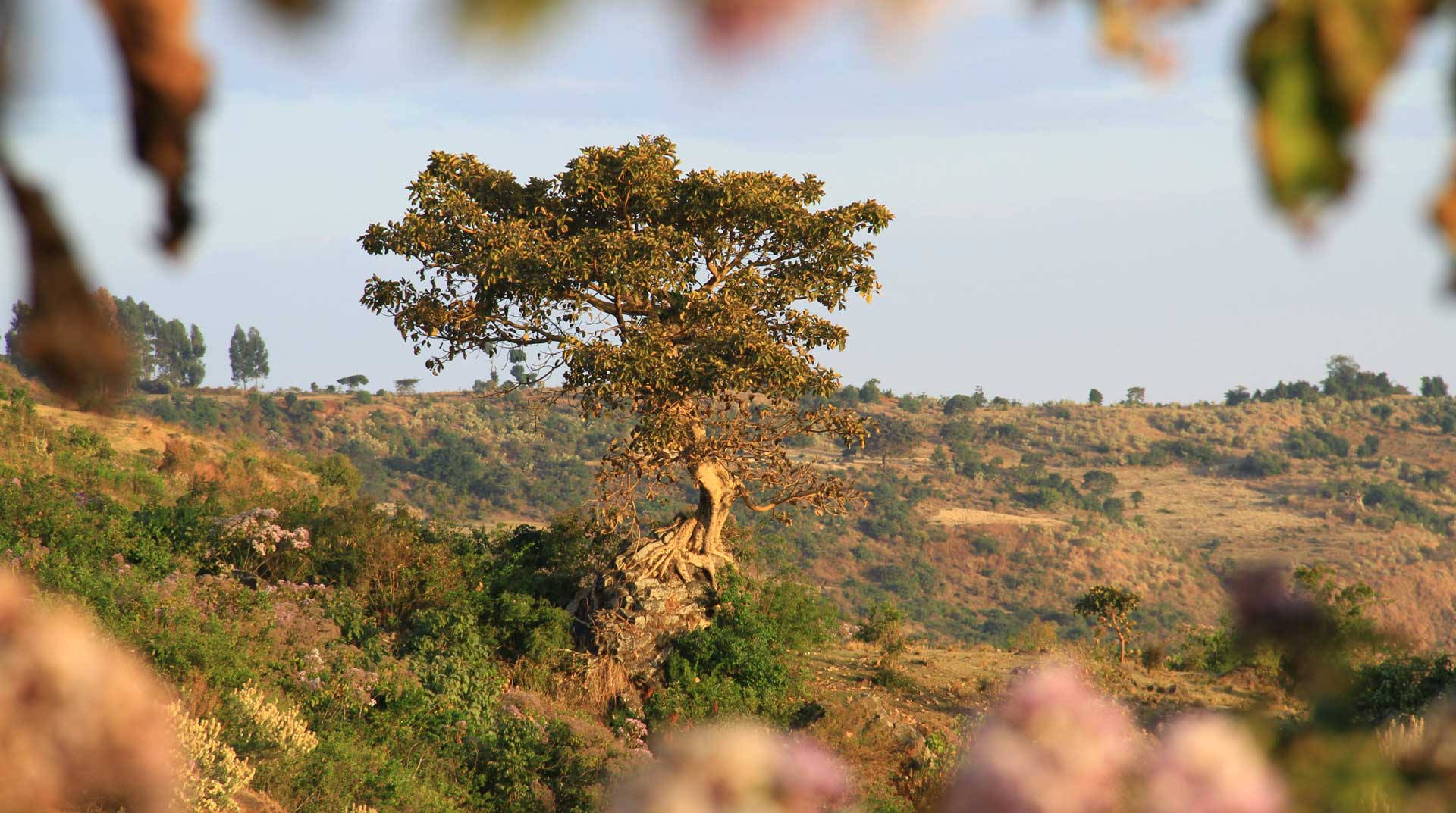 Panoramaaufnahme der Oromia-Region