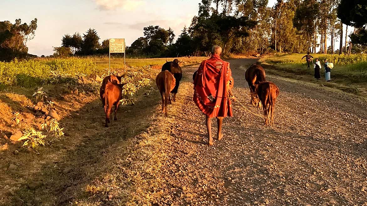 Man mit Kuhherde auf Straße in Äthiopien
