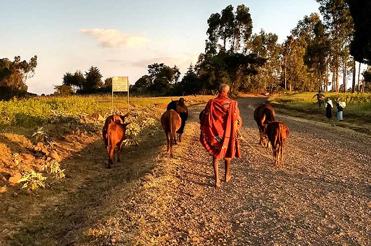 Mann mit Kühen geht auf Schotterstraße in Äthiopien