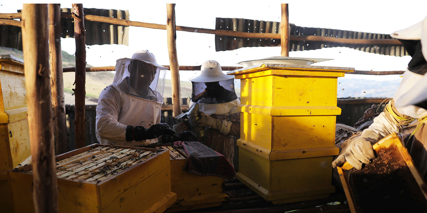 Zwei Männer in Imkerschutzkleidung bei der Arbeit mit modernen Bienenstöcken.