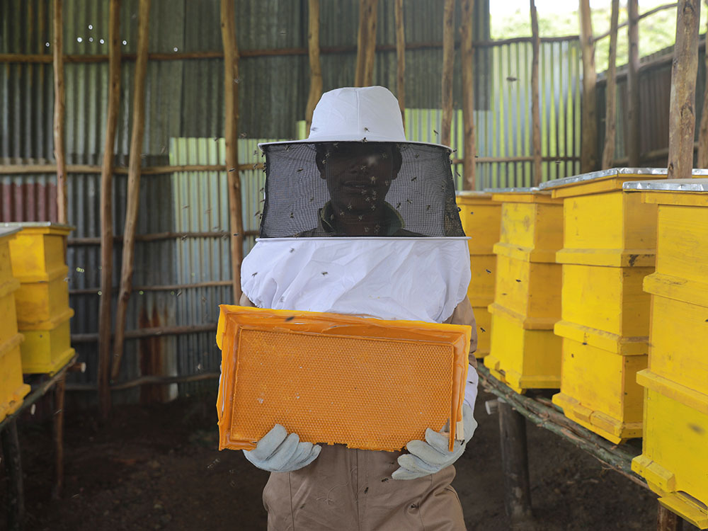 Imker mit Schutzausrüstung steht zwischen modernen Bienenstöcken und hält eine Wabe in seinen Händen. Um ihn herum fliegen Bienen.