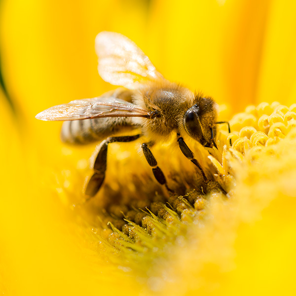 Nahaufnahme von Biene, die auf einer gelben Blume sitzt.